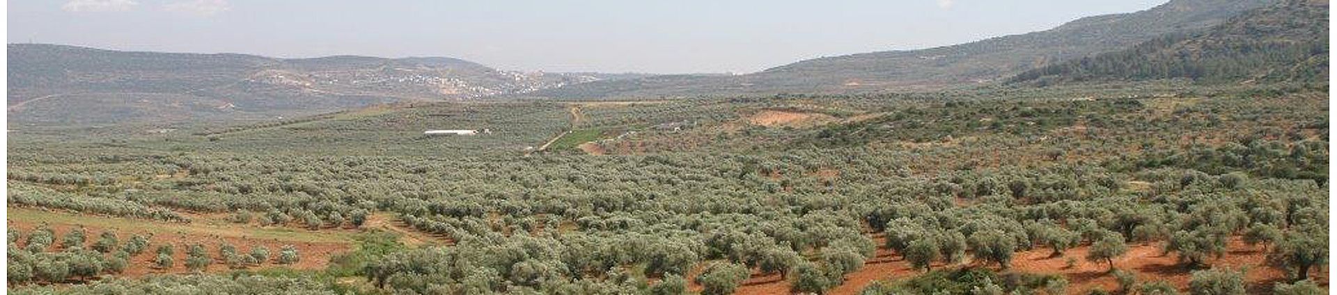 הנופש התורני המרכזי - באוויר גלילי (30.6-3.7.21)